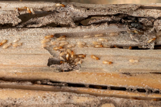 Best Commercial Pest Control Services  in Portland, ME